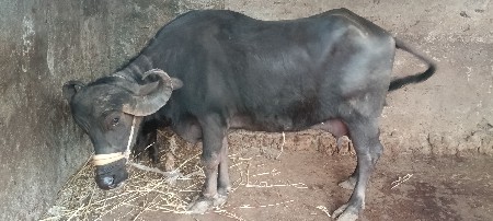 થંબનેલ 3