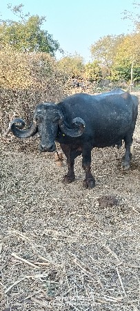 બે ભેંસો . વેચવાની છે.