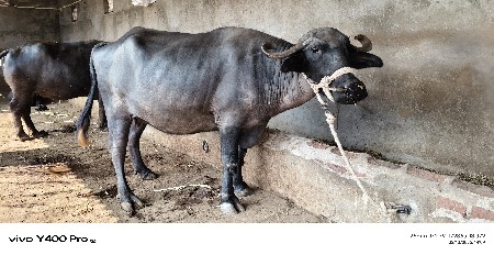 ભેશ વેચવાની છે