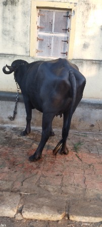 થંબનેલ 3