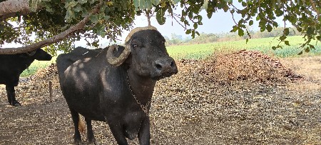 थंबनेल 3