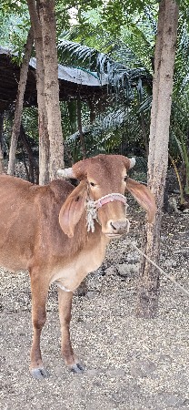 थंबनेल 2