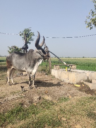 બળદ વેચવાના છે