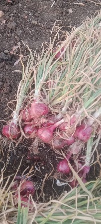 ડુંગળી વેચવાની છે