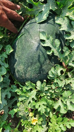 થંબનેલ 2