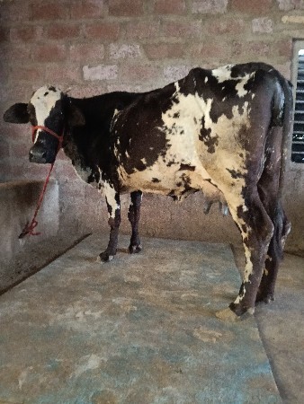 ગીર ક્રોસ