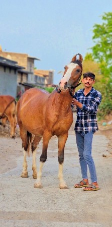 थंबनेल 3