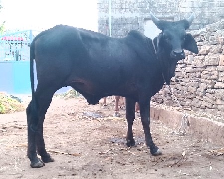 थंबनेल 2