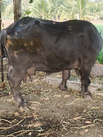 थंबनेल 2