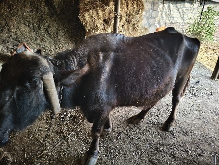 ભેંસ વેચવાની છે