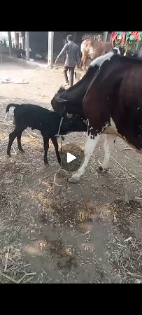 જરશી બોડી બાવળી ગાય છે