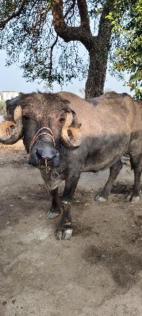 थंबनेल 3