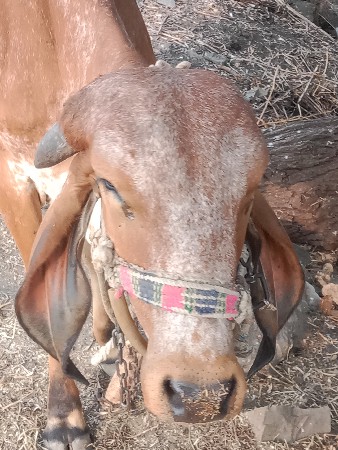 ગાય વેચવા ની છે