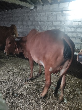 थंबनेल 2