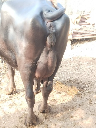 थंबनेल 3