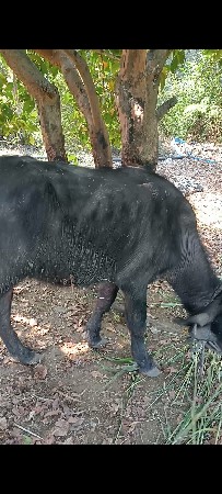 थंबनेल 3