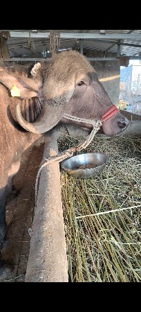 3 વર્ષ ની છૅ