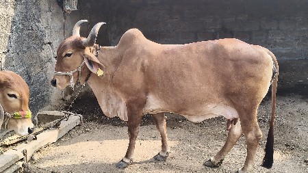 थंबनेल 2