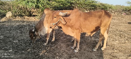 ગોઢલા વેચવાના છે