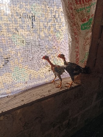 થંબનેલ 3