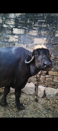 દેવભૂમિ દ્વારકા જિલ્લો તાલુકો કલ્ય