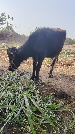 थंबनेल 2