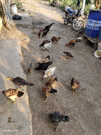 મુરઘા  મુરઘી વેચવાના સે