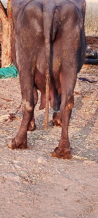 ભેંસ વેચવાની છે નંબર 7990503931