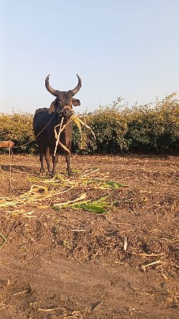 ગોઢલો વેચવાનો છે