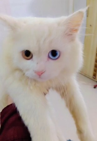 odd eyes ma male che