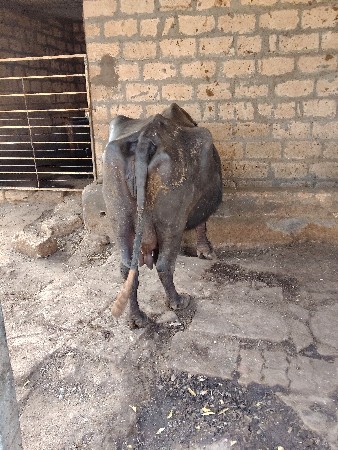 थंबनेल 3