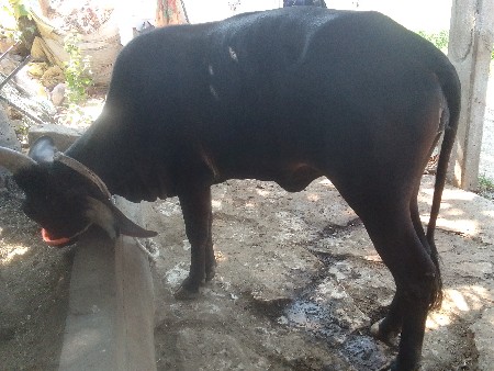 વેચવાની છે