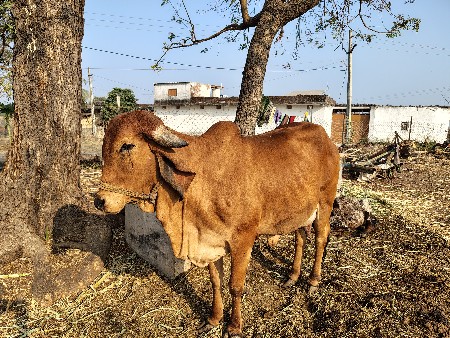 थंबनेल 3