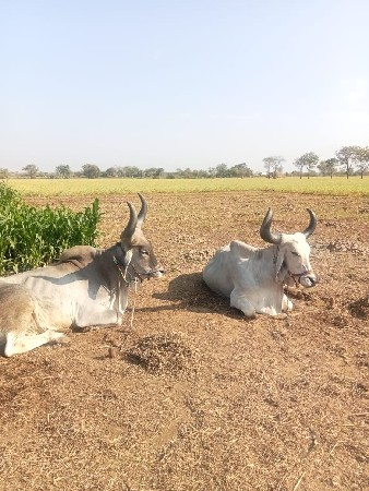 थंबनेल 2