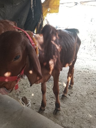 દેસિ ગાય વેસવાનિ સે