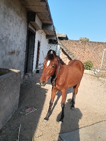 थंबनेल 2