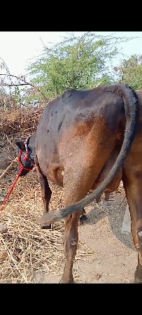 બે ગાય વેસવાની બીજા વેતર દશ દિવસ