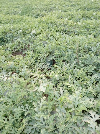 थंबनेल 3