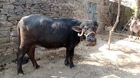 ખડેલી છે