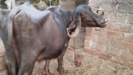 थंबनेल 2