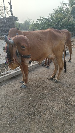 थंबनेल 2