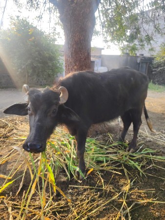 ખડેલી વેચવાની છે