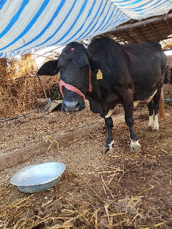 hf ગાય વેસવાની છે