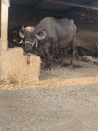 વેસવાનીછે