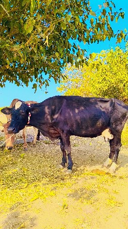 દોઢ મહિનાની વિહાર