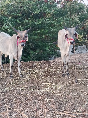 थंबनेल 2