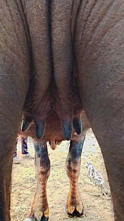 દોઢ મહિનાની કાકી ખડેલી