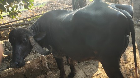 थंबनेल 3