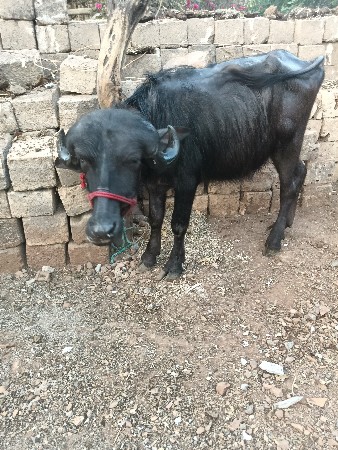 थंबनेल 3