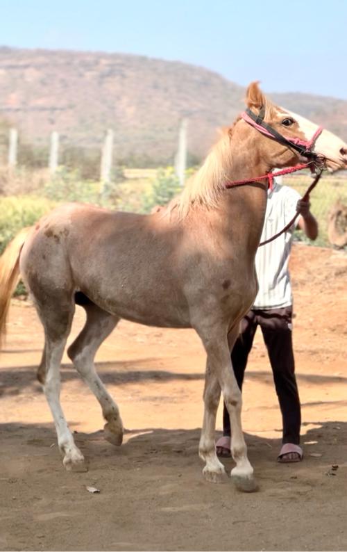 थंबनेल 2